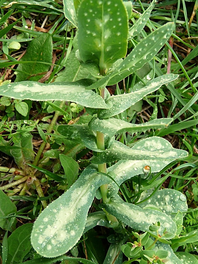 Cerinthe major / Erba-vajola maggiore